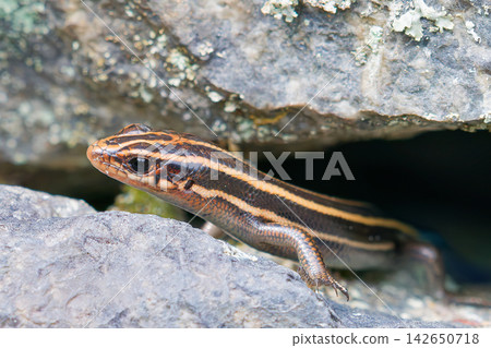 A young Japanese lizard emerges from a crack in a rock. A young Japanese lizard emerges from a crack in a rock. 142650718
