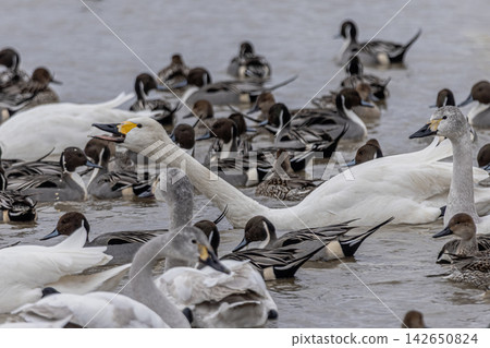 They travel all the way from Siberia, raise their children in Japan, and then return to their distant homeland to rest their wings in peace. They travel all the way from Siberia, raise their children in Japan, and then return to their distant homeland to rest their wings in peace. 142650824