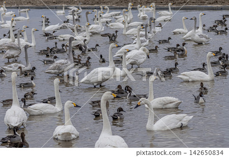 They travel all the way from Siberia, raise their children in Japan, and then return to their distant homeland to rest their wings in peace. They travel all the way from Siberia, raise their children in Japan, and then return to their distant homeland to rest their wings in peace. 142650834
