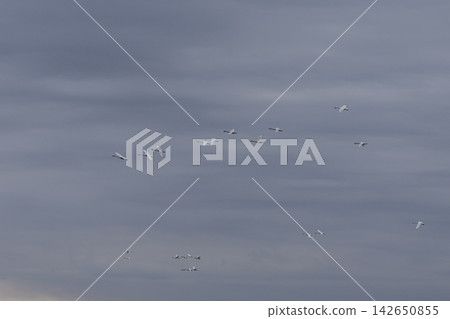 They travel all the way from Siberia, raise their children in Japan, and then return to their distant homeland to rest their wings in peace. They travel all the way from Siberia, raise their children in Japan, and then return to their distant homeland to rest their wings in peace. 142650855
