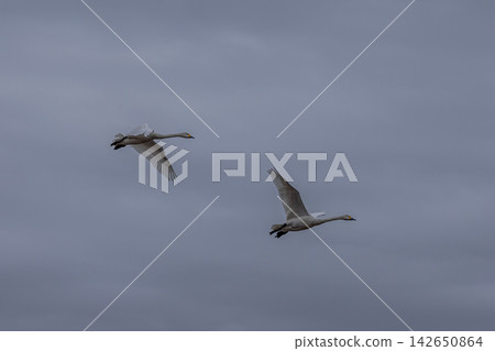 They travel all the way from Siberia, raise their children in Japan, and then return to their distant homeland to rest their wings in peace. They travel all the way from Siberia, raise their children in Japan, and then return to their distant homeland to rest their wings in peace. 142650864