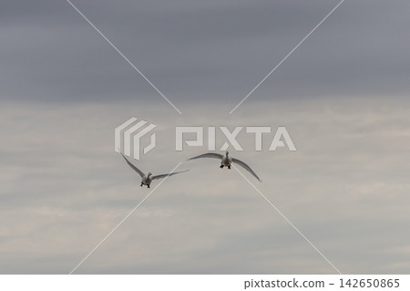 They travel all the way from Siberia, raise their children in Japan, and then return to their distant homeland to rest their wings in peace. They travel all the way from Siberia, raise their children in Japan, and then return to their distant homeland to rest their wings in peace. 142650865