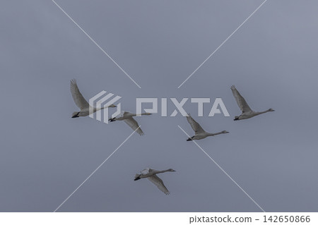 They travel all the way from Siberia, raise their children in Japan, and then return to their distant homeland to rest their wings in peace. They travel all the way from Siberia, raise their children in Japan, and then return to their distant homeland to rest their wings in peace. 142650866