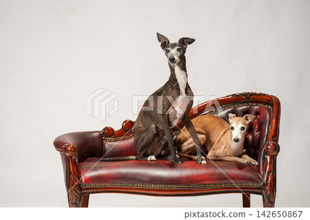 Two Italian Greyhounds posing on an antique-style sofa. Two Italian Greyhounds posing on an antique-style sofa. 142650867