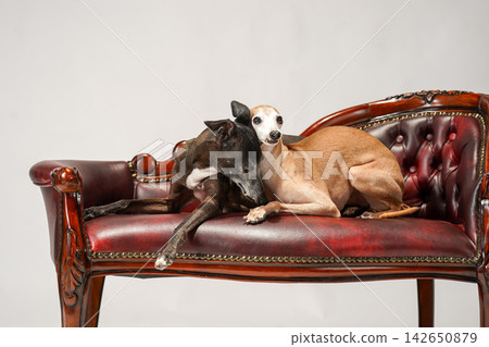 Two Italian Greyhounds posing on an antique-style sofa. Two Italian Greyhounds posing on an antique-style sofa. 142650879
