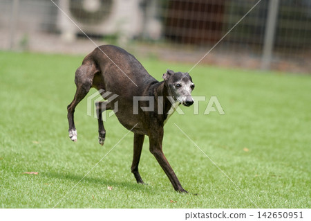 Italian Greyhounds happily playing in a grassy dog run. Italian Greyhounds happily playing in a grassy dog run. 142650951