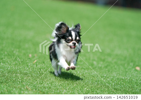 A Chihuahua happily playing in a grassy dog run. A Chihuahua happily playing in a grassy dog run. 142651019