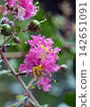 Crape myrtle flowers have bloomed in the garden. 142651091
