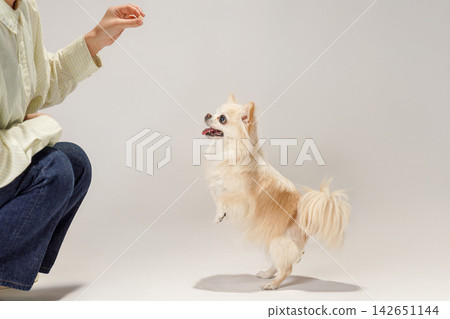 一隻吉娃娃犬站在白色背景的攝影棚裡，用兩條腿走路。 142651144