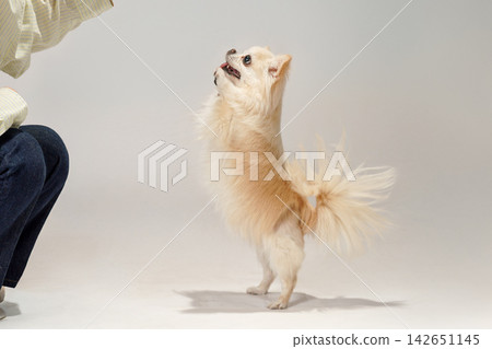 A Chihuahua standing on two legs in a studio with a white background. A Chihuahua standing on two legs in a studio with a white background. 142651145
