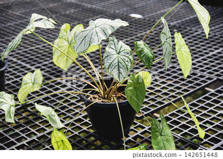 colorful leaves in pot ornamental plant in the garden various kinds queen of the leaf plants, spotted leaves Aglaonema Repotting plant, Caladium bicolor leaf plant 142651448