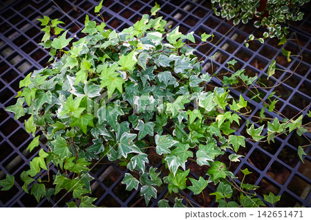 common ivy plant grow on pot in greenhouse, european ivy, english ivy or green ivy (Hedera helix) - tree ornamental plant reduce carbon common ivy plant grow on pot in greenhouse, european ivy, english ivy or green ivy (Hedera helix) - tree ornamental plant reduce carbon 142651471