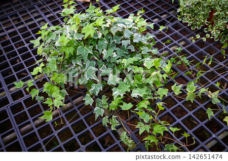 common ivy plant grow on pot in greenhouse, european ivy, english ivy or green ivy (Hedera helix) - tree ornamental plant reduce carbon common ivy plant grow on pot in greenhouse, european ivy, english ivy or green ivy (Hedera helix) - tree ornamental plant reduce carbon 142651474