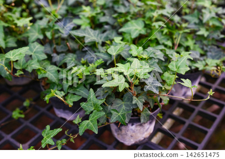 common ivy plant grow on pot in greenhouse, european ivy, english ivy or green ivy (Hedera helix) - tree ornamental plant reduce carbon common ivy plant grow on pot in greenhouse, european ivy, english ivy or green ivy (Hedera helix) - tree ornamental plant reduce carbon 142651475