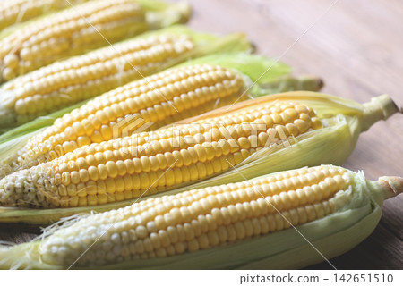 Corn on the cob, Sweet corn for cooking food, Fresh corn on wooden background, Harvest ripe corn organic Corn on the cob, Sweet corn for cooking food, Fresh corn on wooden background, Harvest ripe corn organic 142651510