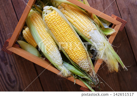 corn on cob, sweet corn for cooking food - fresh corn on wooden box, harvest ripe corn organic corn on cob, sweet corn for cooking food - fresh corn on wooden box, harvest ripe corn organic 142651517