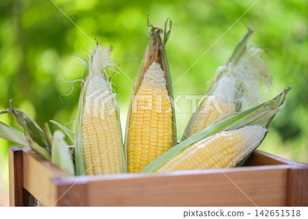 Corn on the cob, sweet corn for cooking food, fresh corn on wooden box nature green background, harvest ripe corn organic - top view Corn on the cob, sweet corn for cooking food, fresh corn on wooden box nature green background, harvest ripe corn organic - top view 142651518
