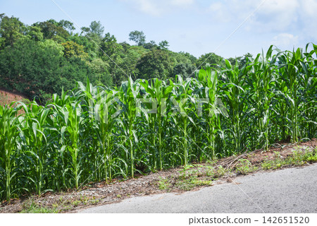 corn field in mountain - green corn plantation agriculture Asia corn field in mountain - green corn plantation agriculture Asia 142651520