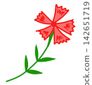 Carnation  142651719