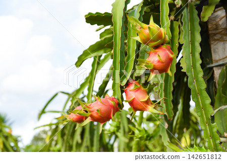 Dragon fruit on tree plant - ripe dragon fruit garden the product agriculture waiting for harvest on mountain in Thailand Asian , pitaya or pitahaya Dragon fruit on tree plant - ripe dragon fruit garden the product agriculture waiting for harvest on mountain in Thailand Asian , pitaya or pitahaya 142651812