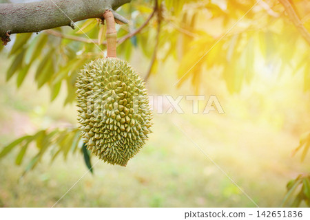 Durian fruit hanging on the durian tree in the garden / Durian fruit hanging on the durian tree in the garden / 142651836
