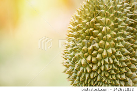 durian skin for texture background - fresh durian fruit durian skin for texture background - fresh durian fruit 142651838
