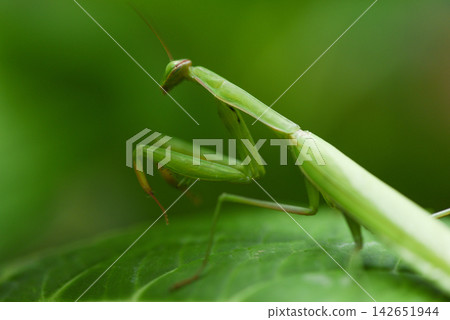 Female european Mantis or Praying Mantis religiosa on leaf on nature - Green grasshopper Female european Mantis or Praying Mantis religiosa on leaf on nature - Green grasshopper 142651944