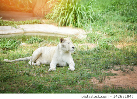 female white lion lying relaxing on grass field safari - king of the wild lion pride 142651945