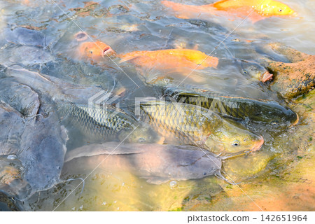 Fish farm floating for breathe on top water in lake near river Asian, Orange golden carp fish tilapia and catfish eating from feeding food on water surface ponds on water surface ponds 142651964
