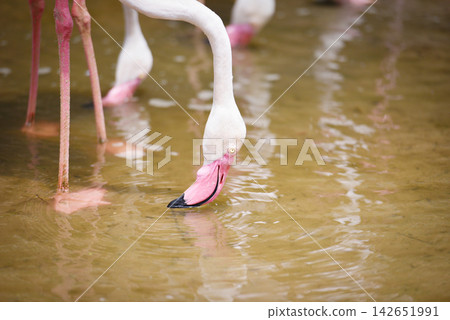 Flamingo bird pink beautiful at lake river nature tropical animals - Greater Flamingo Flamingo bird pink beautiful at lake river nature tropical animals - Greater Flamingo 142651991