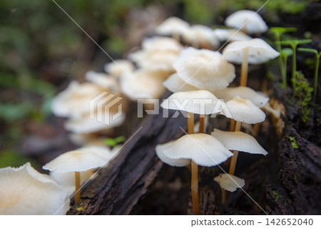 Forest mushroom on wood in the nature jungle / outdoor autumn wild mushroom white Forest mushroom on wood in the nature jungle / outdoor autumn wild mushroom white 142652040