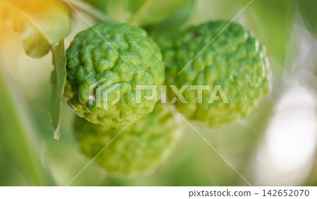 Fresh bergamot fruit on tree nature background, Kaffir Lime, Citrus bergamia with leaf on wooden table 142652070