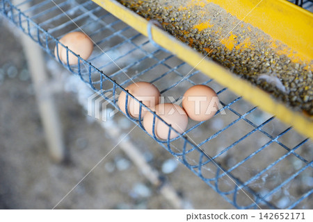 Fresh egg in chicken farming organic Fresh egg in chicken farming organic 142652171