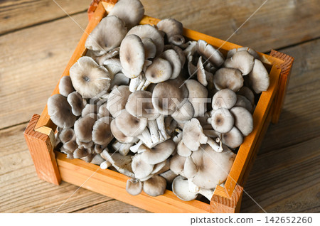 Fresh grey oyster mushroom on wooden box background, fresh raw oyster mushroom for cooking food Fresh grey oyster mushroom on wooden box background, fresh raw oyster mushroom for cooking food 142652260