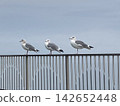 Three seagulls lined up in a row on the railing 142652448