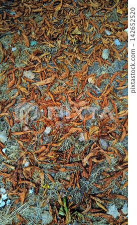 Dry Fallen Leaves on Grass and Soil in Autumn. Brown Curled Leaf Litter Creating Natural Seasonal Ground Texture and Rustic Fall Background. 142652520