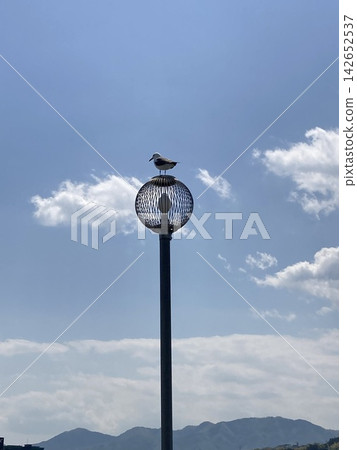 A seagull perched on a lamppost against a clear blue sky. A seagull perched on a lamppost against a clear blue sky. 142652537