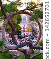 A spring scene of cherry blossoms and the approach to the shrine seen through the pine trees of Ueno Park. 142652701