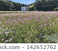 A landscape of a cosmos field in full bloom with pink flowers. 142652762