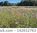 A landscape of a cosmos field in full bloom with pink flowers. 142652763