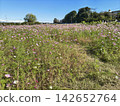 A landscape of a cosmos field in full bloom with pink flowers. 142652764
