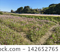 A landscape of a cosmos field in full bloom with pink flowers. 142652765