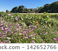 A landscape of a cosmos field in full bloom with pink flowers. 142652766