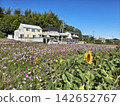 A landscape of a cosmos field in full bloom with pink flowers. 142652767