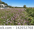 A landscape of a cosmos field in full bloom with pink flowers. 142652768