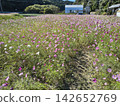 A landscape of a cosmos field in full bloom with pink flowers. 142652769