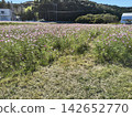 A landscape of a cosmos field in full bloom with pink flowers. 142652770