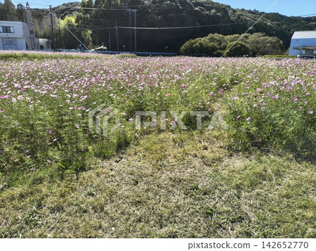 一片盛開著粉紅色波斯菊的田野。 142652770