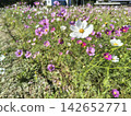 A landscape of a cosmos field in full bloom with pink flowers. 142652771