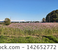 A landscape of a cosmos field in full bloom with pink flowers. 142652772